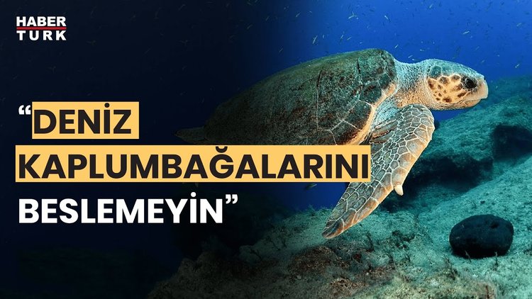 Deniz kaplumbağaları için uyarı!
