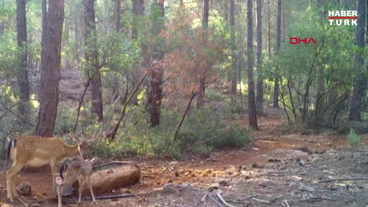 Alageyik ve yavrusu su içerken fotokapana yakalandı