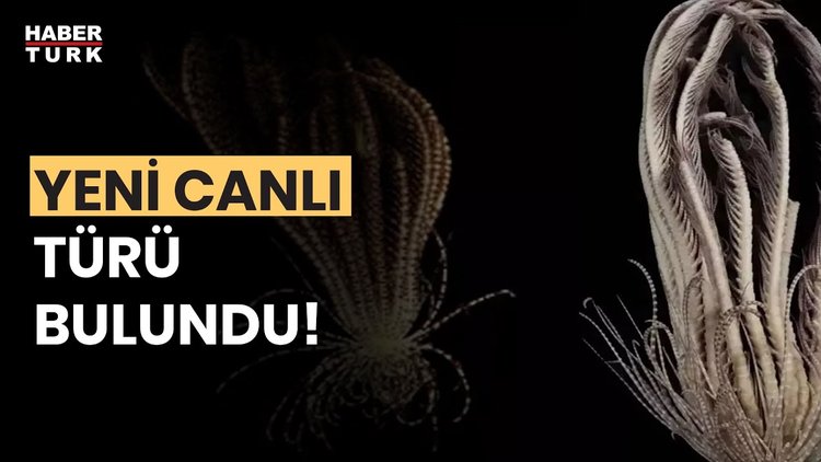 Antartika&#039;da yeni keşif