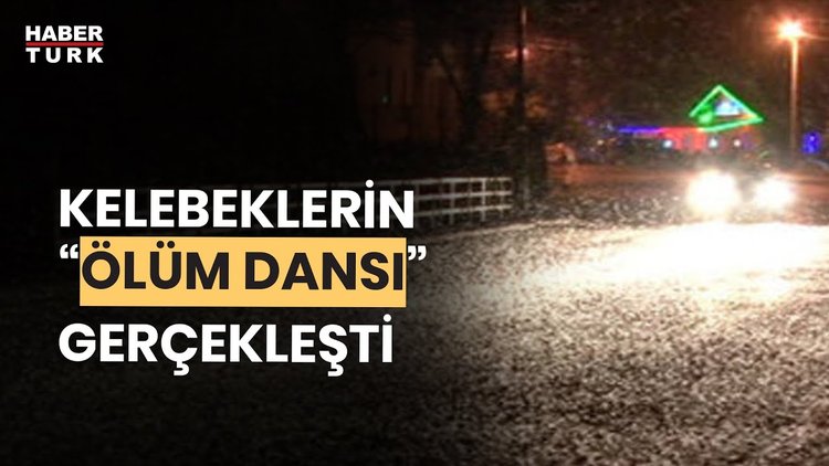 Sakarya&#039;da kelebeklerin ölüm dansı kamerada