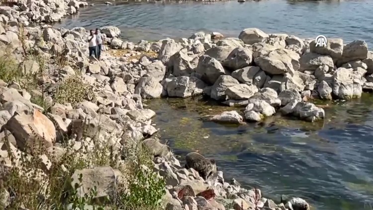  Nemrut Krater Gölünde yüzen boz ayılar görüntülendi