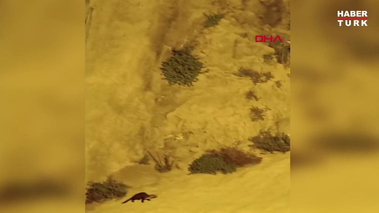  Su samurları kale surlarına tırmanırken görüntülendi