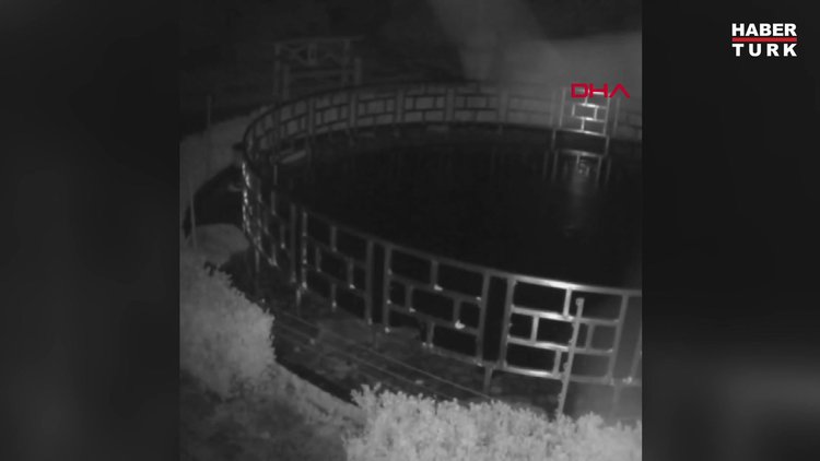  İngiltere'de bir su samuru 125 bin dolar değerindeki koi balıklarını yedi