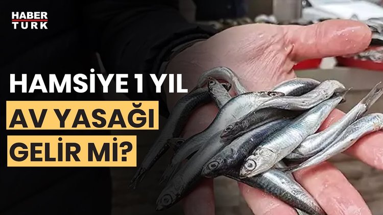 Hamsi popülasyonu tehlikede mi? Doç. Dr. Taner Yıldız yanıtladı