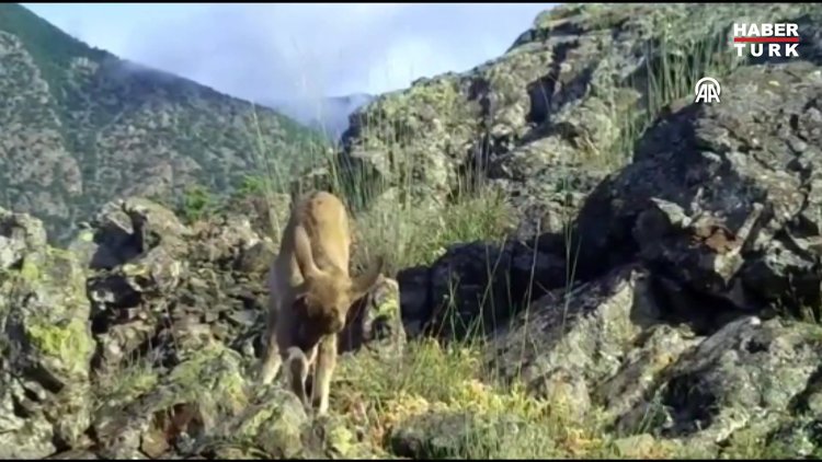 Anne ve yavru yaban keçileri Kaçkar Dağlarında görüntülendi