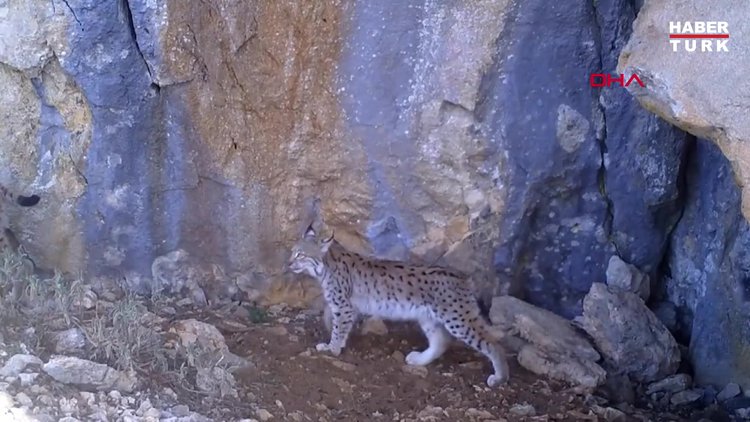 Vaşak ailesi fotokapana yansıdı