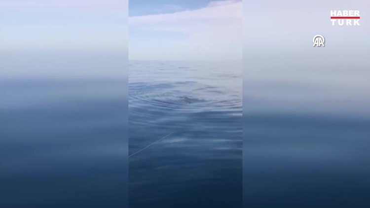 Nesli tehlike altındaki boz yunus, Gökçeadalı balıkçının oltasına takıldı