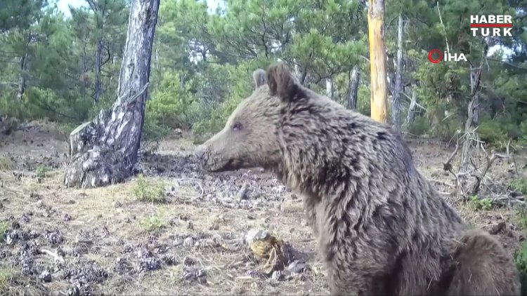 Boz ayının keyifli anları görüntülendi