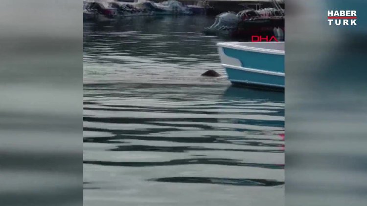 Teknesine çekemediği 4 metrelik köpek balığını, yüzdürerek iskeleye kadar getirdi