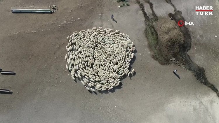 Koyun sürüsü durmadan döndü, Çin'deki görüntüler akıllara geldi