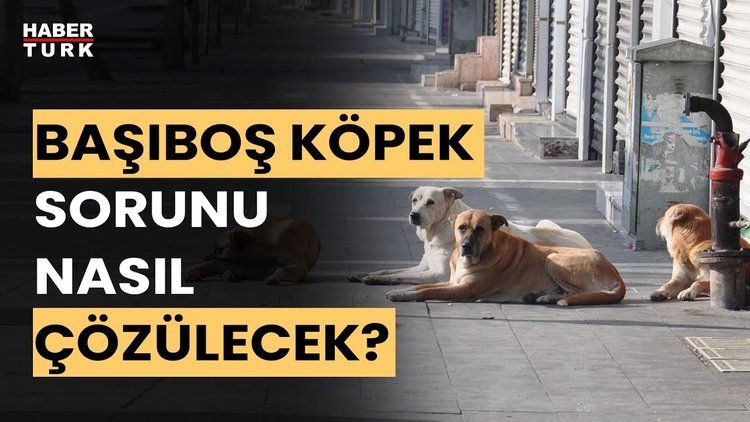 Başıboş köpek sorunu çözülecek mi? Ali Muştu ve Sevilay Yılman yanıtladı