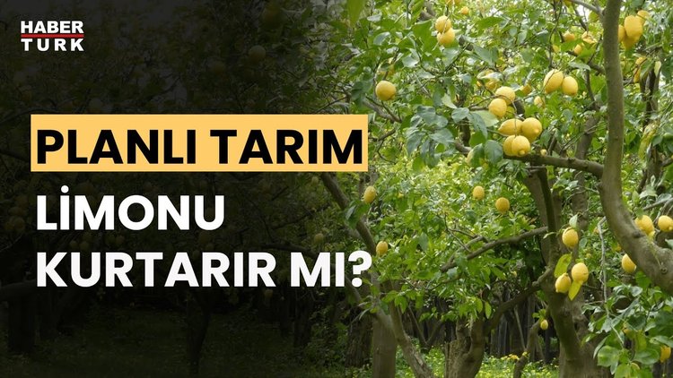 Limon ağaçları neden sökülüyor? İrfan Donat yanıtladı