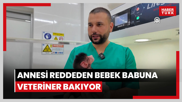 Annesinin kabullenmediği babun yavrusuna veterinerler bakıyor