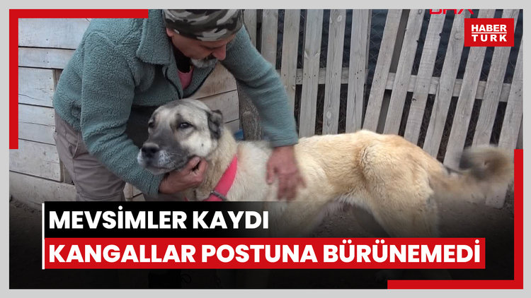 Mevsimler kaydı, kangallar kışlıklarına bürünemedi.