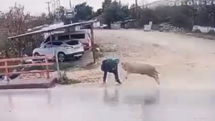 Antalya'da yayaya koç saldırdı: O anlar kamerada