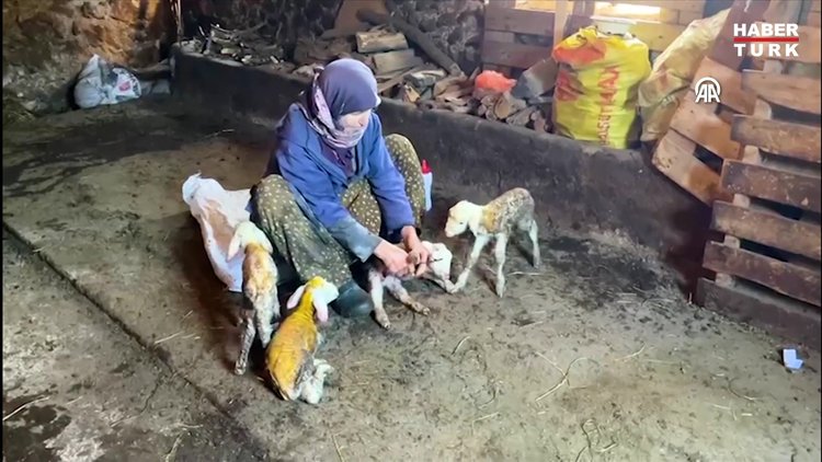 Çanakkale'de koyun tek batında 6 kuzu doğurdu