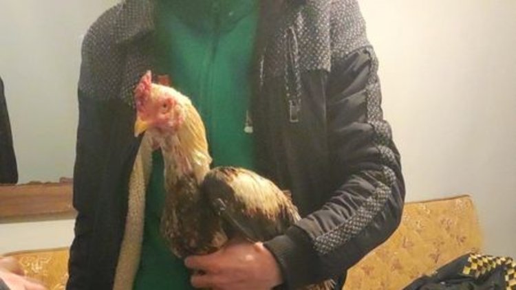 Horoz dövüşçülerine polis baskını!