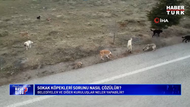 Nagehan Alçı ile Nasıl Oldu? - 22 Ocak 2024 (Sokak köpekleri sorunu nasıl çözülür?)