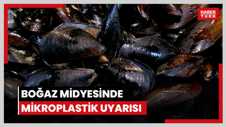 Boğaz midyesinde mikroplastik uyarısı