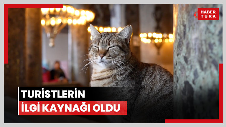 Ayasofya Camii'nin ziyaret katına giren ilk kedi turistlerin yeni Gli'si oldu