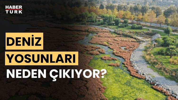 Çakalburnu Lagünü'nü yosun kapladı... Prof. Dr. Doğan Yaşar anlattı