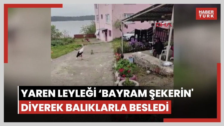 Balıkçı Adem Yılmaz, Yaren Leyleği 'bayram şekerin' diyerek balıklarla besledi