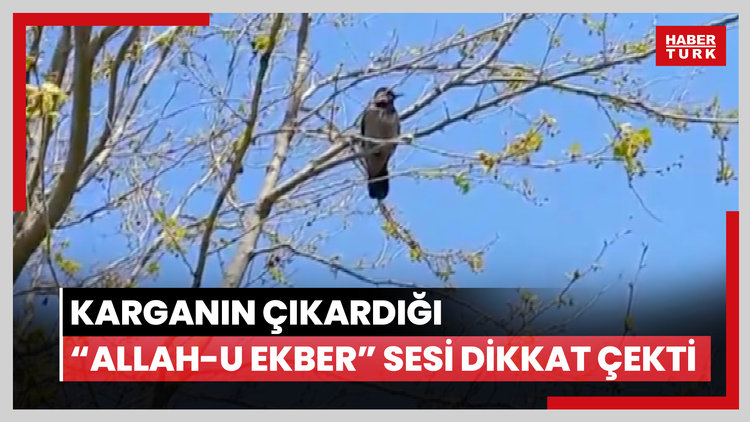 Beylikdüzü'nde karganın çıkardığı "Allah-u Ekber" sesi dikkat çekti