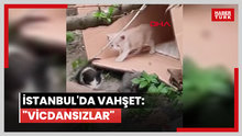 Sultangazi'de mahallelinin baktığı 3 yavru kedi öldürülmüş halde bulundu