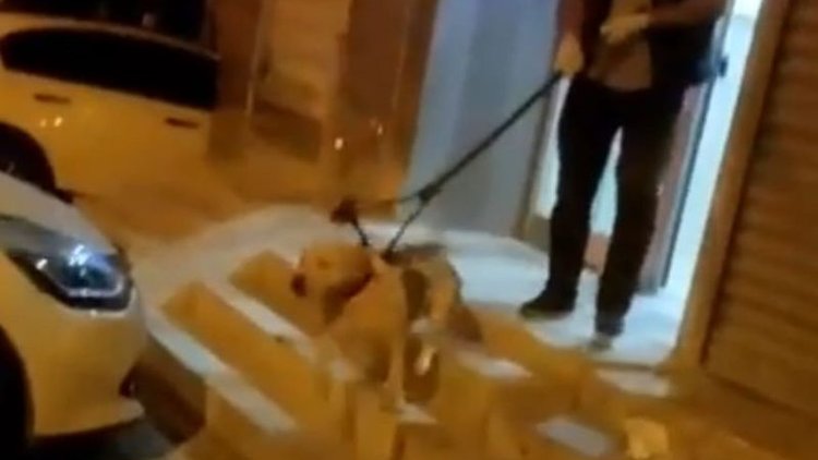 Adana'da pitbull sahibine ve ailesine saldırdı 3 yaralı