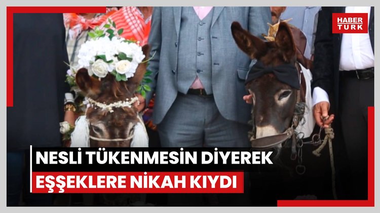 Nesli tükenmesin' diyerek eşeklere sembolik nikah kıydılar