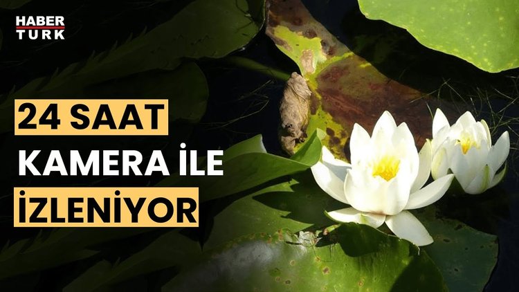 Nilüfer Çiçeği koparmanın cezası: 387 bin TL