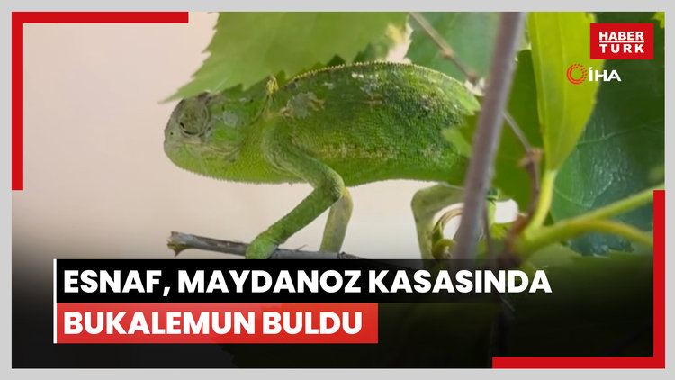 Esnaf, maydanoz kasasında bukalemun buldu