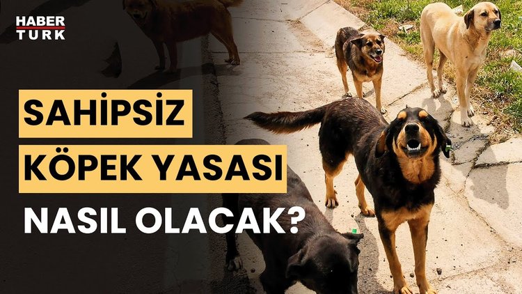 Sokak köpekleri uyutulacak mı? Aykut Türel aktardı