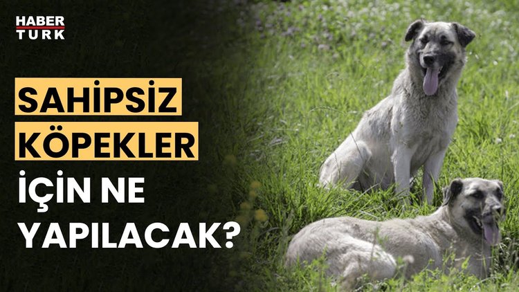Sahipsiz köpek sorunu nasıl çözülecek? Aykut Türel anlattı