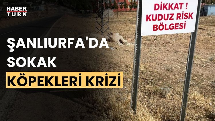 Şanlıurfa&#039;da köpekler uyutuluyor mu? Mehmet Kasım Gülpınar açıkladı