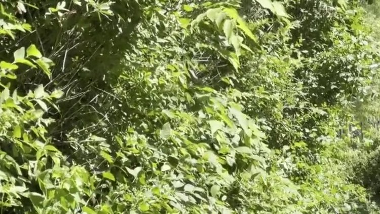 ABD, "periyodik ağustos böceği" istilasıyla karşı karşıya