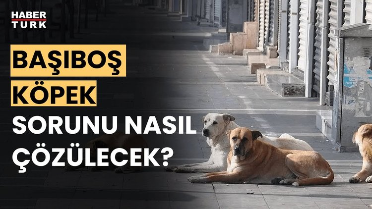 Sokak hayvanları için nasıl bir düzenleme olacak? Fevzi Çakır aktardı