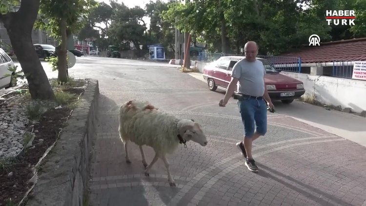 Kurban Bayramı'nın "en şanslı koçu"