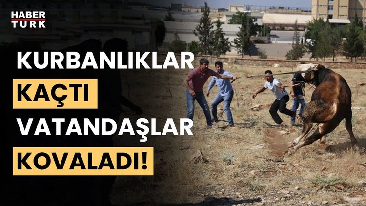 Kaçan kurbanlıklar ortalığı birbirine kattı! İşte ülke genelinde Kurban Bayramı manzaraları...