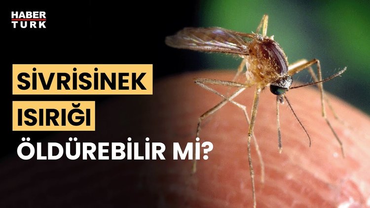 Sivrisineklerle nasıl mücadele edilir? Hüseyin Çetin yanıtladı