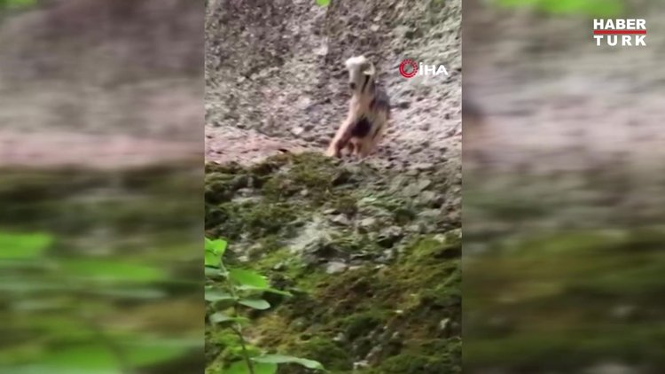 Bayramın ilk günü kaçan keçi 3. günün sonunda bulundu