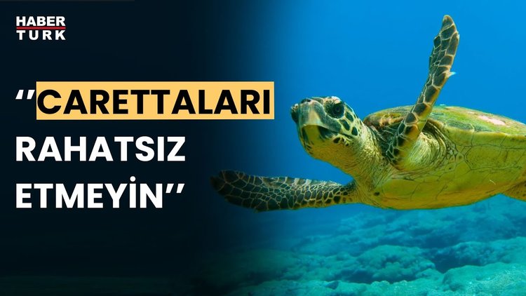 Caretta carettaların Mersin sahillerindeki mesaisi başladı