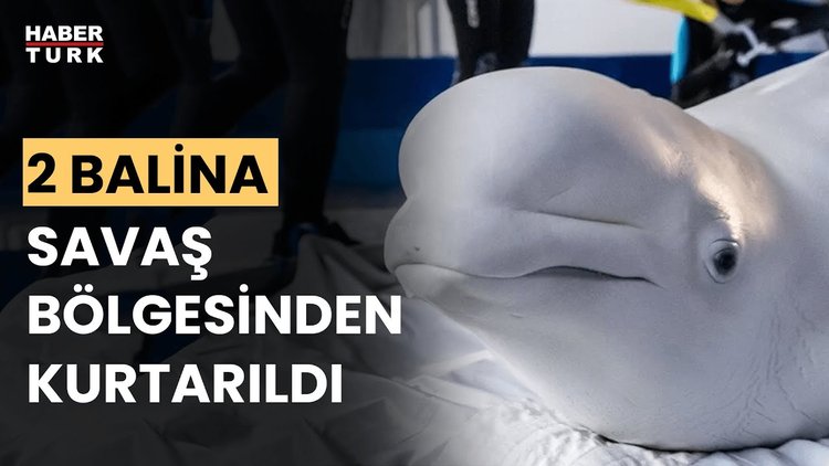 Balinalar, Ukrayna'nın Harkov kentinden İspanya'ya taşındı