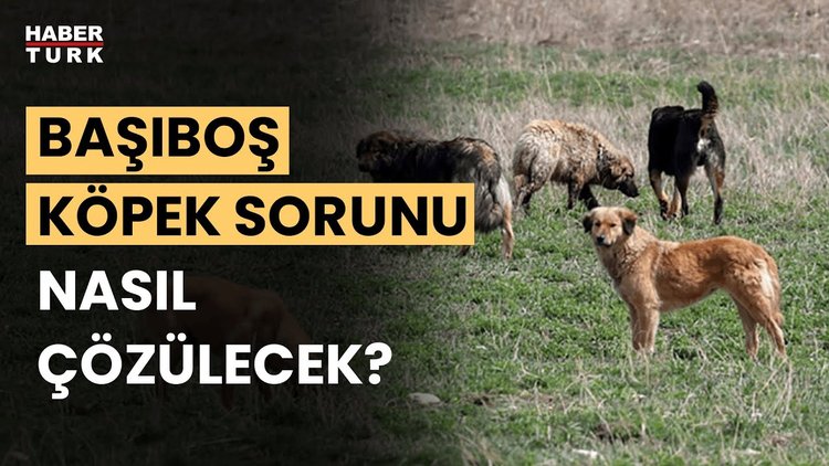 Sokak hayvanları için nasıl bir düzenleme olacak? Fevzi Çakır anlattı
