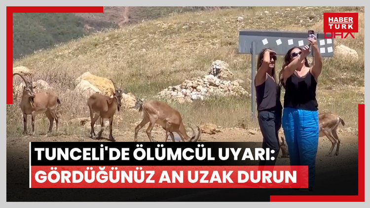 Yaban keçilerinin insanlara alıştığı Tunceli'de uzmanından 'ölümcül' uyarı