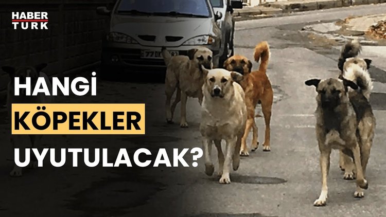 Sokak hayvanları için nasıl bir düzenleme olacak? Aykut Türel anlattı
