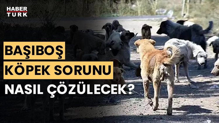 Sokak hayvanları için nasıl bir düzenleme olacak? Aykut Türel anlattı