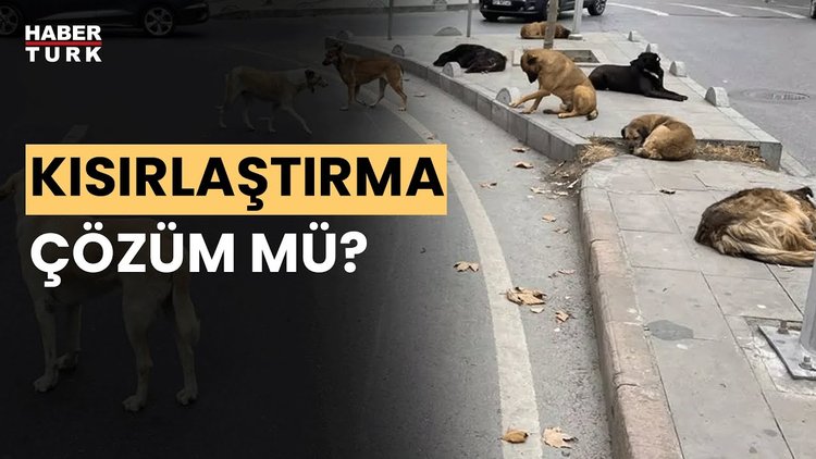 Başıboş köpek sorunu nasıl çözülür? Doç. Dr. Mustafa Koçkaya yanıtladı