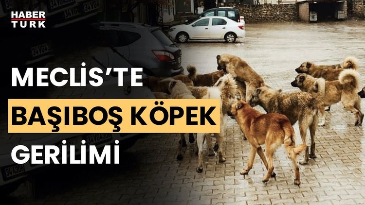 Sokak hayvanları düzenlemesi hangi aşamaya geldi? Aykut Türel değerlendirdi