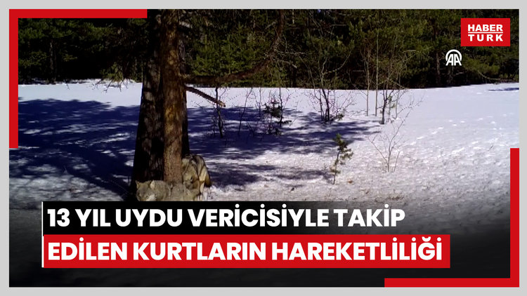 Karsta 13 yıl uydu vericisiyle takip edilen kurtların hareketliliği ortaya çıkarıldı